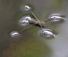 Aquarius nebularis