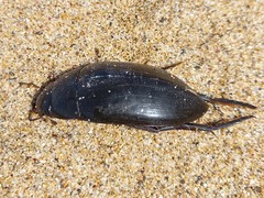 Hydrophilus latipalpus