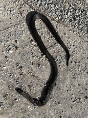 Pseudonaja inframacula