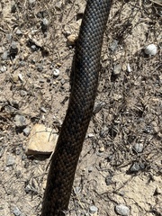 Pseudonaja inframacula