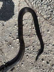 Pseudonaja inframacula