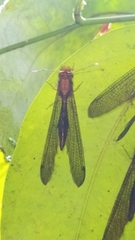 Cordulecerus elegans