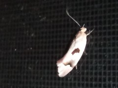 Acanthodela erythrosema