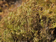 Scorpiurium circinatum