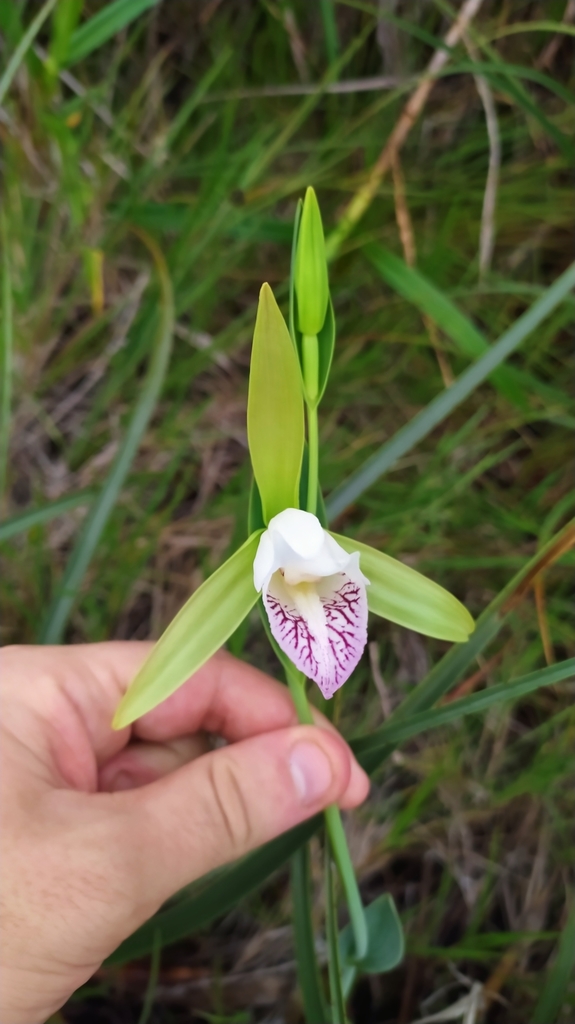 Cleistes grandiflora