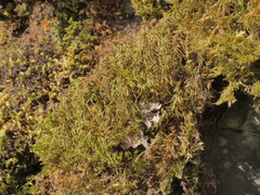 Scorpiurium circinatum