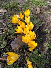 Crocus