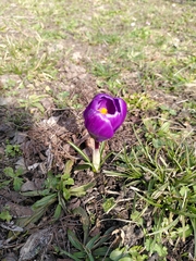 Crocus