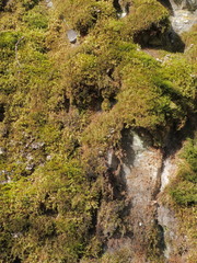 Scorpiurium circinatum