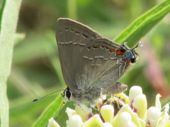 Satyrium favonius