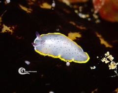 Prostheceraeus moseleyi
