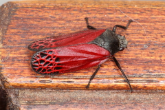 Mahanarva rubripennis
