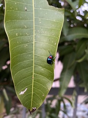 Parheminodes pulcher