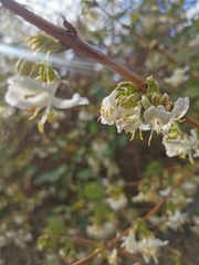 Lonicera fragrantissima