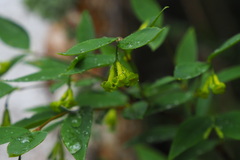 Wikstroemia nutans