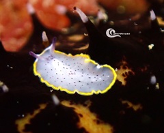 Prostheceraeus moseleyi