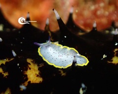 Prostheceraeus moseleyi