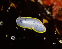 Prostheceraeus moseleyi