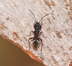 Daerlac cephalotes
