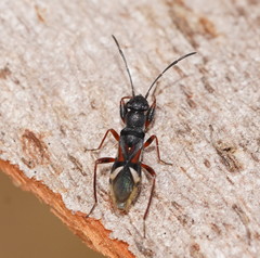 Daerlac cephalotes