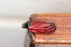 Mahanarva rubripennis