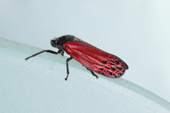 Mahanarva rubripennis