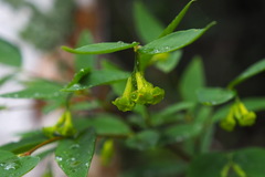 Wikstroemia nutans