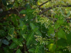 Isodon lophanthoides