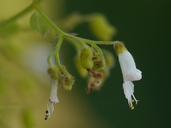 Isodon lophanthoides