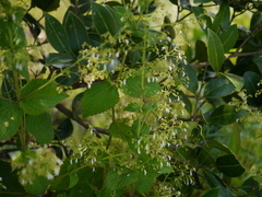 Isodon lophanthoides