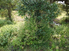 Isodon lophanthoides