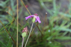 Senecio speciosus