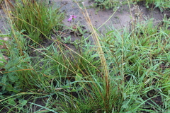 Senecio speciosus