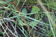 Senecio speciosus
