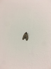 Sigmuncus arcuata
