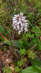 Neotinea conica