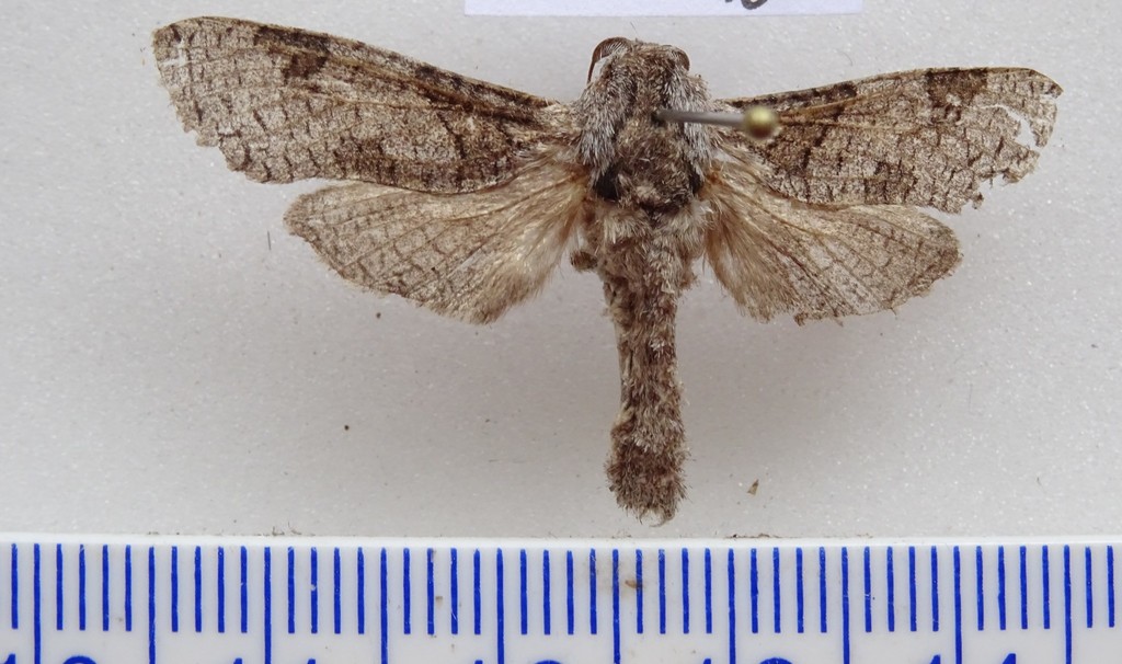 Endoxyla polyploca