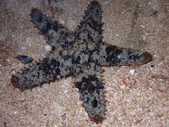 Asteropsis carinifera