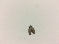 Sigmuncus arcuata