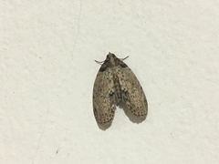 Sigmuncus arcuata