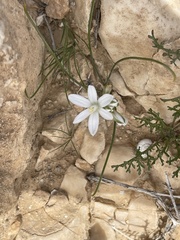 Ornithogalum