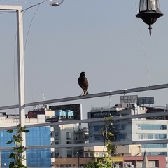 Acridotheres tristis