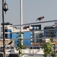 Acridotheres tristis