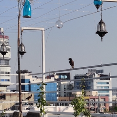 Acridotheres tristis