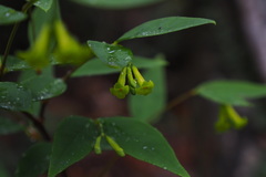 Wikstroemia nutans