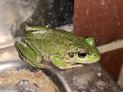 Ranoidea cyclorhynchus