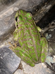 Ranoidea cyclorhynchus