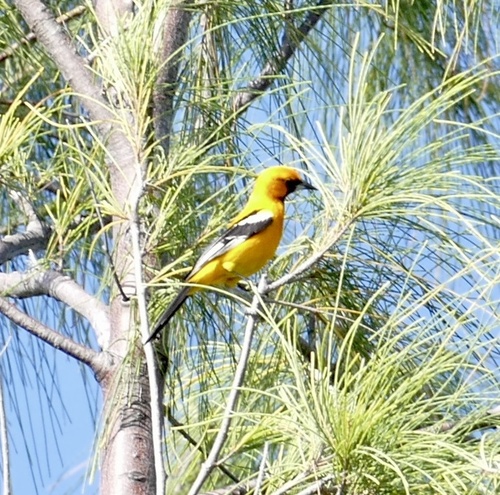 Orange Oriole (Icterus auratus), photo 10