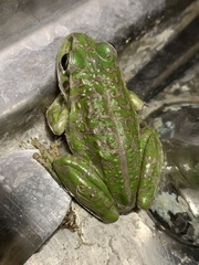 Ranoidea cyclorhynchus