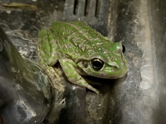 Ranoidea cyclorhynchus